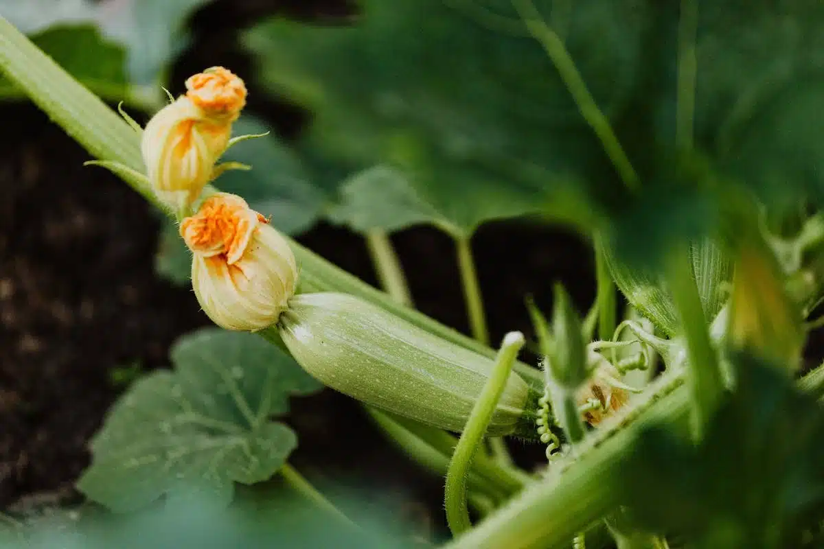récolte courgettes