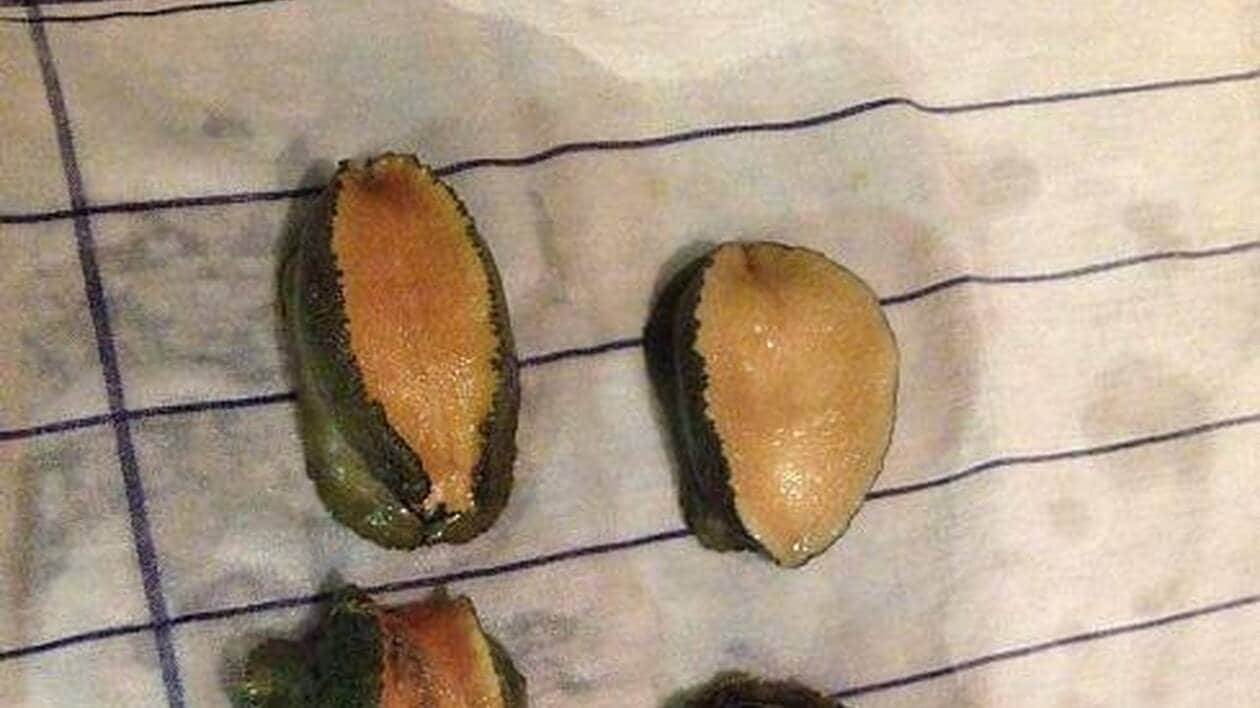 Les ormeaux, un incontournable de la cuisine française