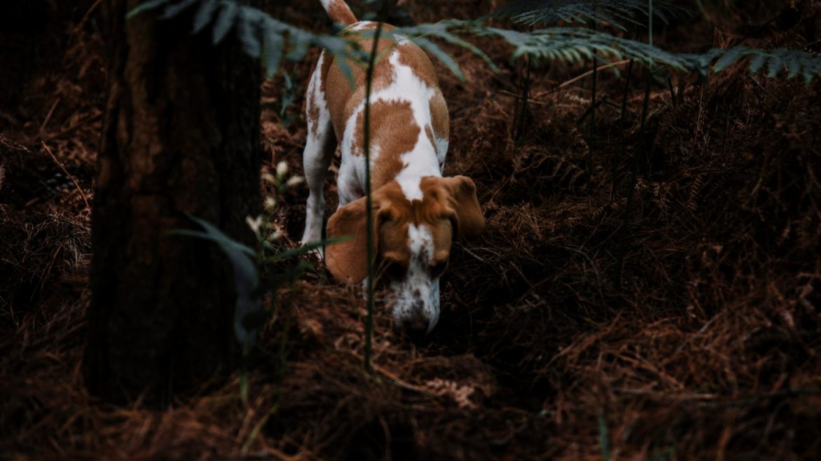 Comment souscrire une assurance adaptée pour votre chien de chasse ?