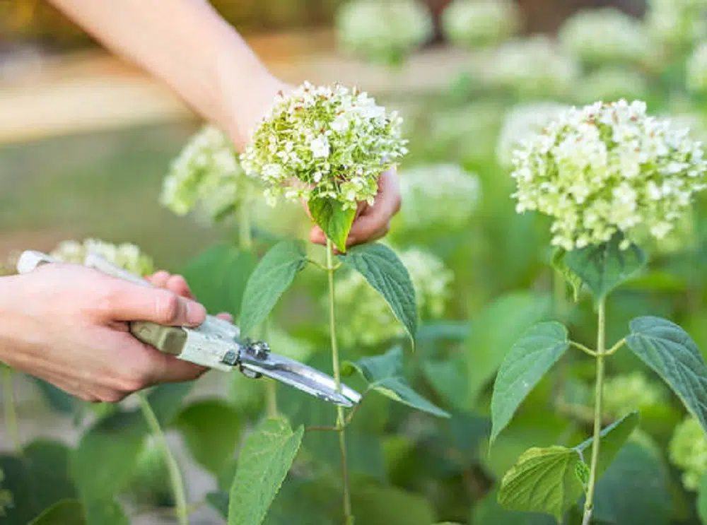 reconnaître fin de floraison